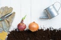 Trowel, hand fork, hoe fork, gardening glove and onion pot plant on wooden background