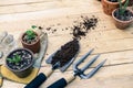 Trowel, hand fork, hoe fork, gardening glove and aloe vera pot plant on wooden background