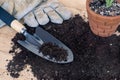 Trowel, hand fork, hoe fork, gardening glove and aloe vera pot plant on wooden background