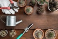 Trowel, hand fork, hoe fork, gardening glove and cactus pot plants on wooden background