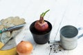 Trowel, hand fork, hoe fork, gardening glove and onion pot plant on wooden background