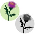 Thistle Illustration in Color and Black and White Royalty Free Stock Photo