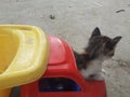Truck-drivin& x27; cat having problems