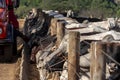 Truck dumps silage into troughs for animal feed, in a feedlot for beef cattle