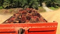 Truck Full Of Palm Oil Fruit Moving