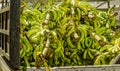 Truck Load of Green Bananas in Old San Juan Royalty Free Stock Photo