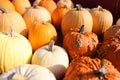 Truck Load of Various Pumpkins and Fall Squash