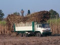 Truck loaded with sugarcane