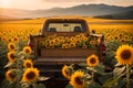 A truck loaded with sunflowers from a garden Royalty Free Stock Photo
