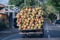 Truck overloaded with coconut close up detail in Bali