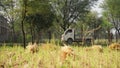 A truck passing through pathway in countryside India. Loader Tempo close up view