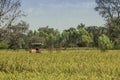 The truck tailer in rice field Royalty Free Stock Photo