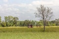 The truck tailer in rice field Royalty Free Stock Photo