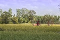 The truck tailer in rice field Royalty Free Stock Photo