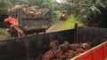 Truck About To Unload Palm Oil Fruits