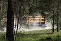 A truck with a trailer in the forest transports the cut trees. Large transport loaded with pine Royalty Free Stock Photo