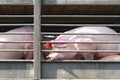 Truck transport pigs