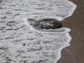 Truck tyre dumped in the Black Sea Royalty Free Stock Photo