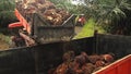 Truck Unloading Palm Oil Fruits - Tilt