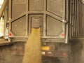 A truck unloads grain at a grain storage and processing plant, a grain storage facility, unloading seed, plant Royalty Free Stock Photo