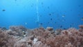 Coral Reefs at Layang-layang Island