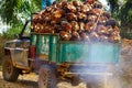 A truckload of oil palm harvest