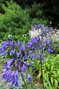 A Group of True Blue Allium Flowerheads Growing in a Garden