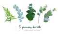 True blue eucalyptus, forest fern, foliage, leaves and stems.