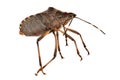 True Bug Close Up Royalty Free Stock Photo