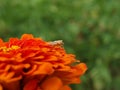 True Bug On A Orange Garden Flower.