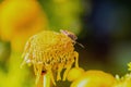 True Bugs: Insects on a Yellow Flower