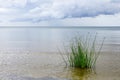 The true bulrush or lakeshore bulrush on the baltic sea shore in the gulf of riga Royalty Free Stock Photo