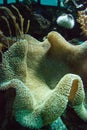 True Carpet Anemone Stichodactyla gigantean