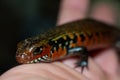 True Chinese Fire Skink