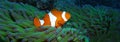 True Clown Anemonefish Nemo