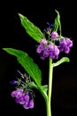 A close up of a flowering True Comfrey plant against a black background. Royalty Free Stock Photo