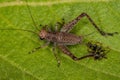 True Cricket Nymph Royalty Free Stock Photo
