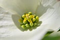 True Dogwood (Cornus florida) flower Royalty Free Stock Photo