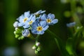 True forget-me-not or water forget-me-not Myosotis scorpioides flowering by the lake. Buds and blue wildflower on natural Royalty Free Stock Photo