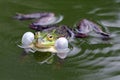 True frog in pond Royalty Free Stock Photo