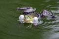 True frog in pond Royalty Free Stock Photo