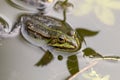True frog in pond Royalty Free Stock Photo