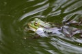 True frog in pond Royalty Free Stock Photo
