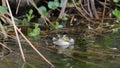True frog in pond Royalty Free Stock Photo