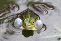 True frog in pond Royalty Free Stock Photo