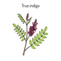 True indigo indigofera tinctoria , medicinal plant