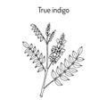 True indigo indigofera tinctoria , medicinal plant