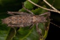 True Katydid Nymph Royalty Free Stock Photo