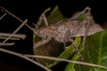 True Katydid Nymph Royalty Free Stock Photo