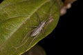 True Katydid Nymph Royalty Free Stock Photo